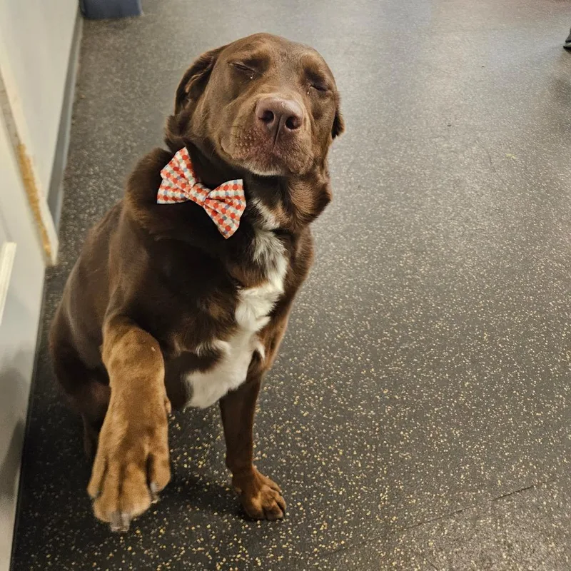 An adult large-sized male Chocolate Labrador Retriever dog named Elliot for adoption in Conway, NH