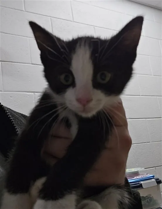 A baby small-sized female Domestic Short Hair cat named Knees for adoption in Derwood, MD