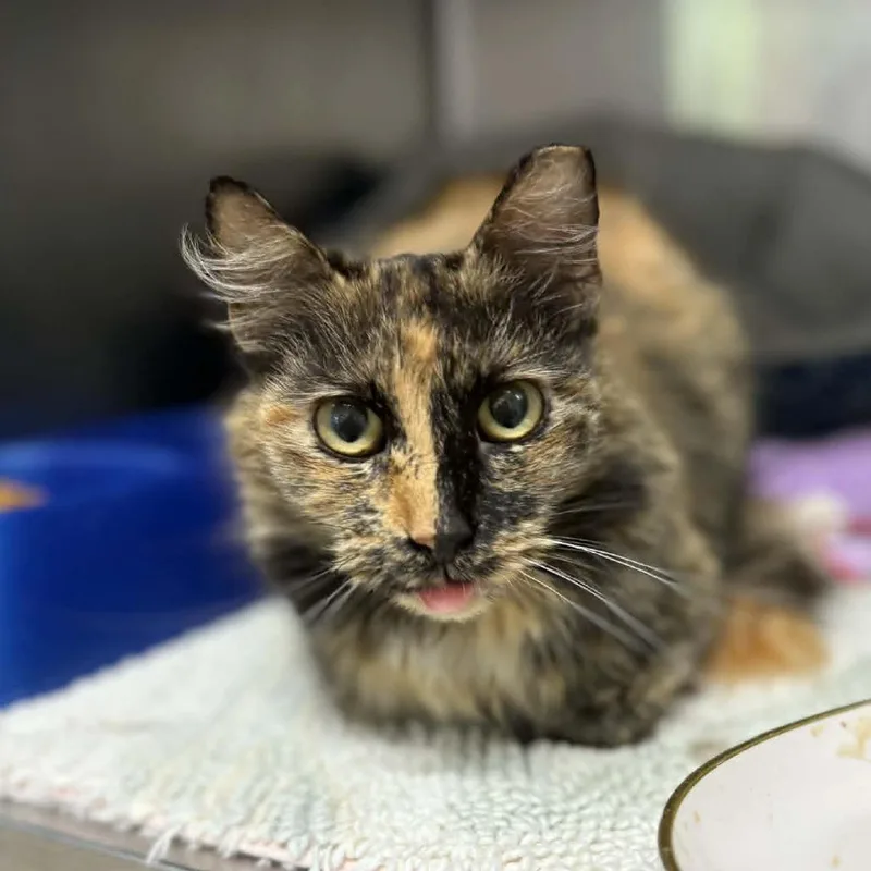 A young small-sized female Tortoiseshell Domestic Medium Hair cat named Missy for adoption in Stephenville, TX