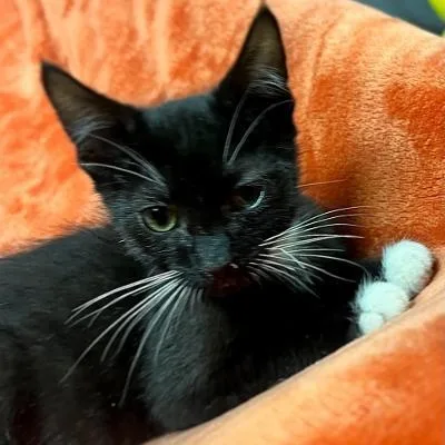 Felix