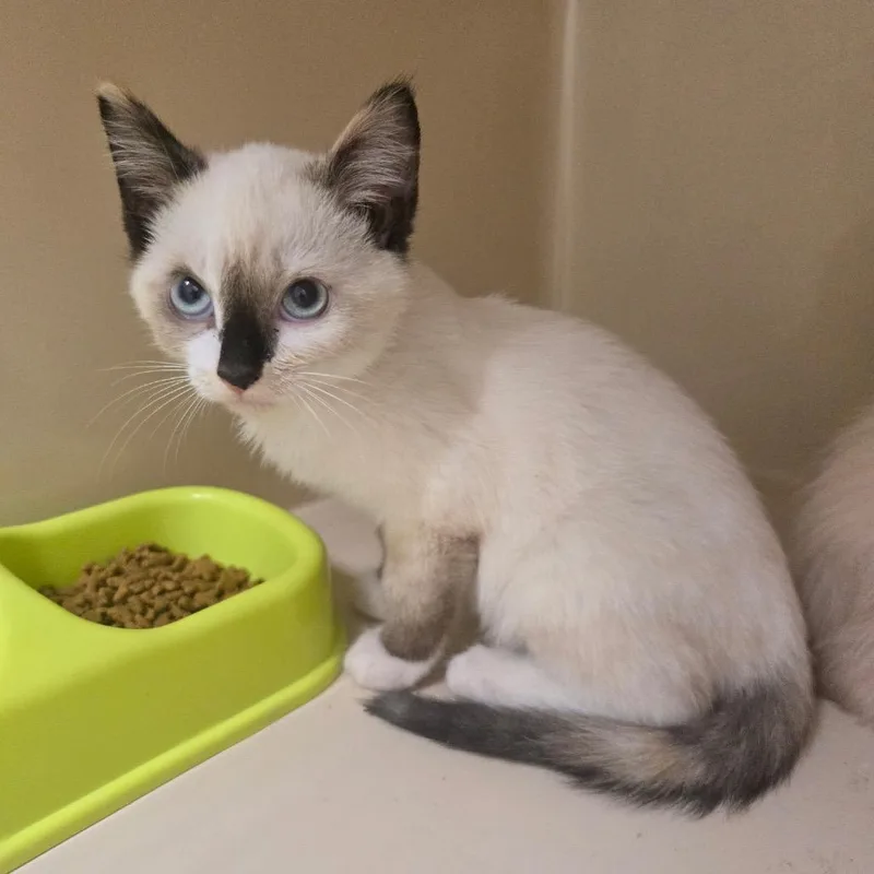 A baby small-sized female Siamese cat named Mali for adoption in Mount Gilead, NC