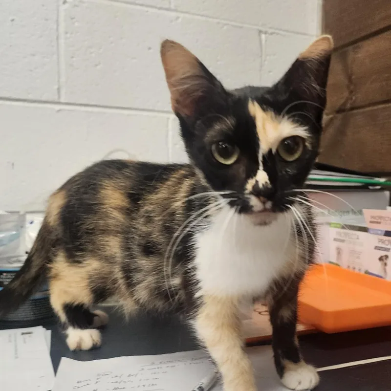 A young medium-sized female Tortoiseshell Domestic Short Hair cat named Kayla for adoption in Evensville, TN