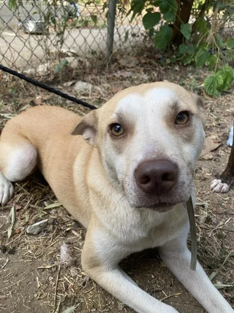 An adult small-sized male Mixed Breed dog named Rudy for adoption in Dallas, TX