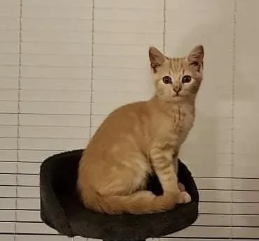 An adult large-sized male Domestic Short Hair cat named Abbott  Et for adoption in Greenville, SC