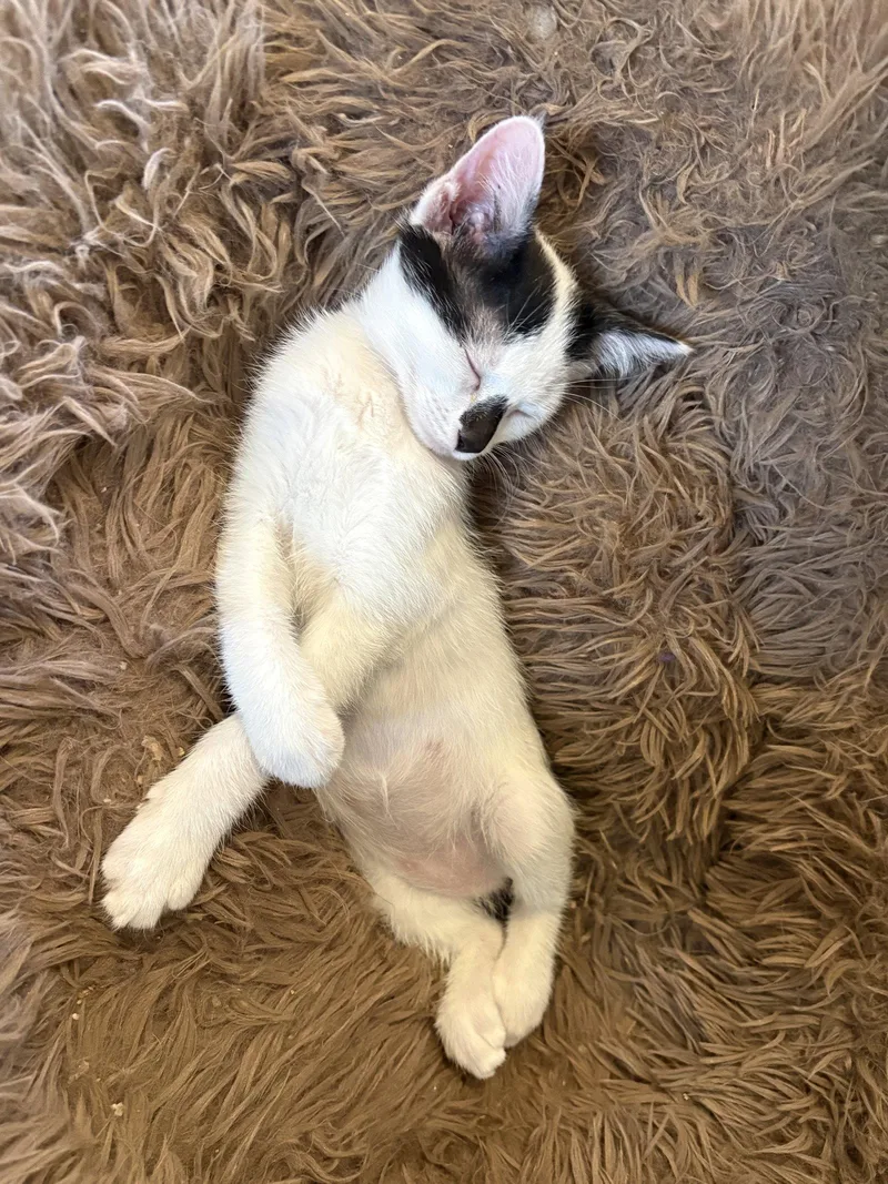 A baby medium-sized male Black & White / Tuxedo Domestic Short Hair cat named Zazu for adoption in Phoenix, AZ