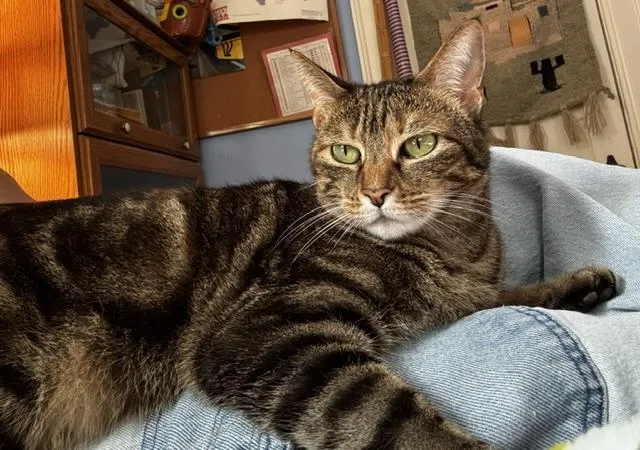 An adult medium-sized female Domestic Short Hair cat named Glitch for adoption in Savannah, GA