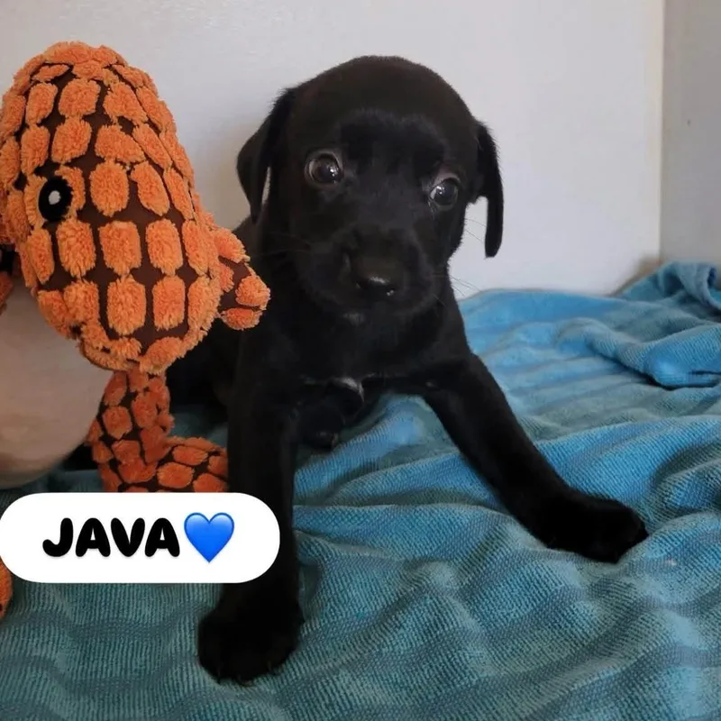 Java thumbnail 2