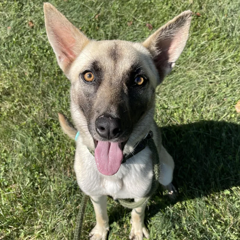 Gia