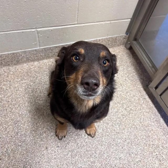 A young small-sized male Cardigan Welsh Corgi dog named Sparky for adoption in Albuquerque, NM