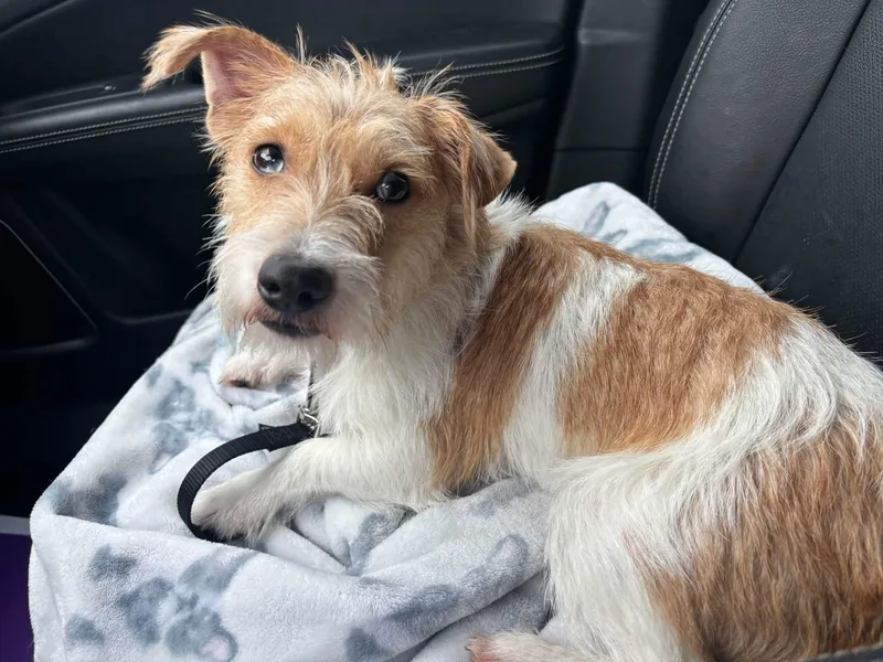 An adult small-sized male Jack Russell Terrier dog named Garth for adoption in Grosse Pointe Park, MI
