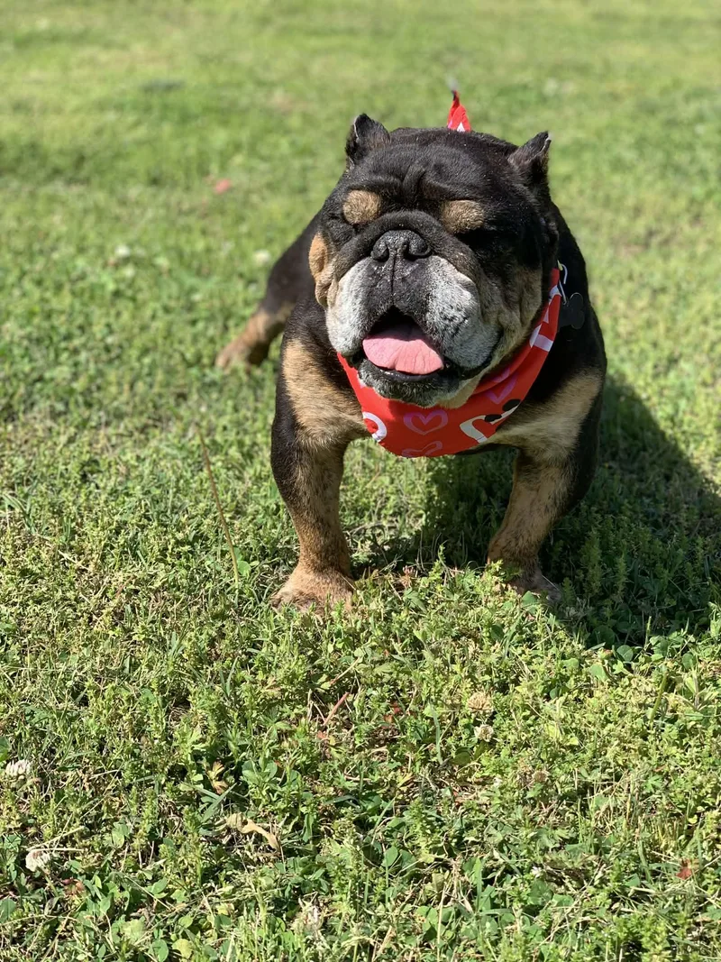 A senior medium-sized male Bulldog dog named Mac for adoption in Blue Bell, PA