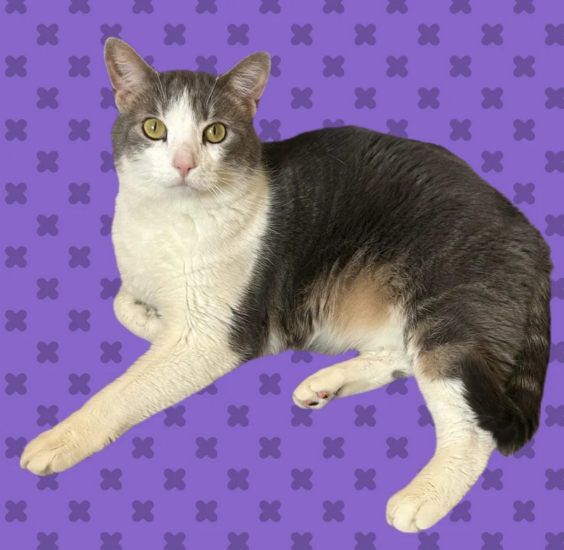 Lilac thumbnail 3