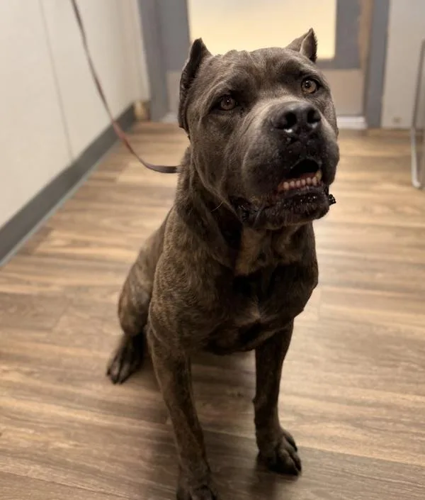 An adult large-sized male Cane Corso dog named Diesel for adoption in San Diego, CA