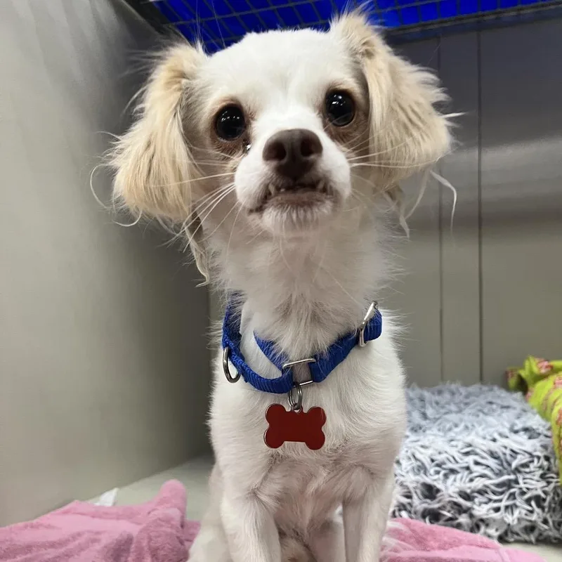 A senior small-sized male Chihuahua dog named Ciabatta for adoption in Las Vegas, NV
