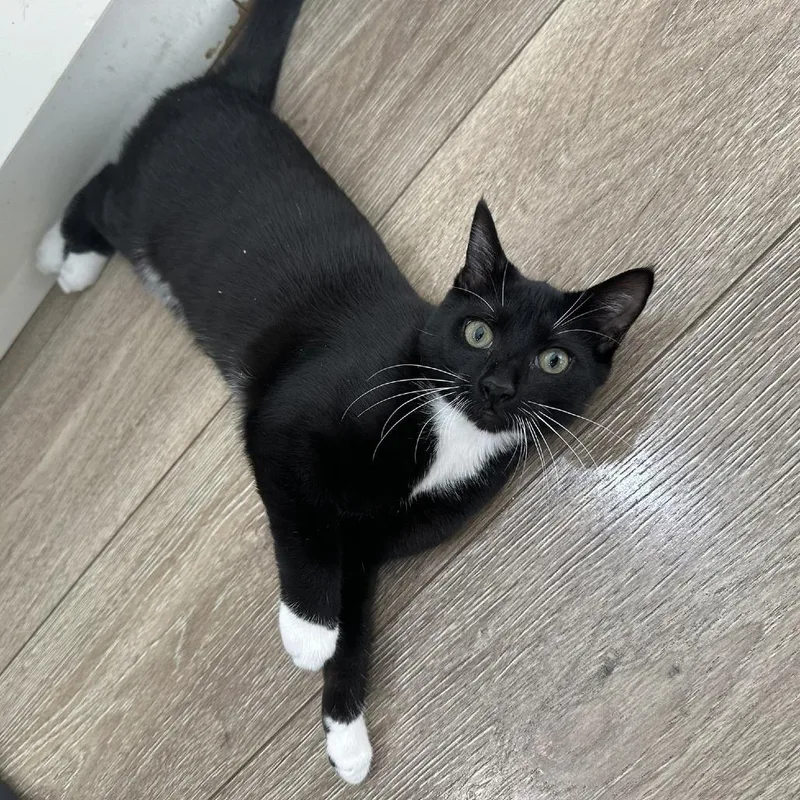 An adult large-sized female Black Domestic Short Hair cat named Yoda for adoption in Jupiter, FL