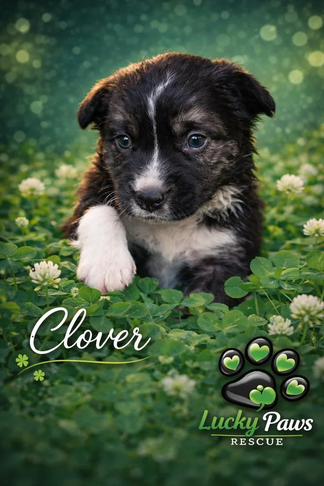Spring Litter: Clover