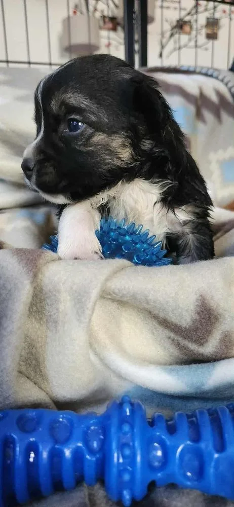 Spring Litter:  Clover thumbnail 2