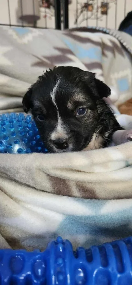 Spring Litter:  Clover thumbnail 3