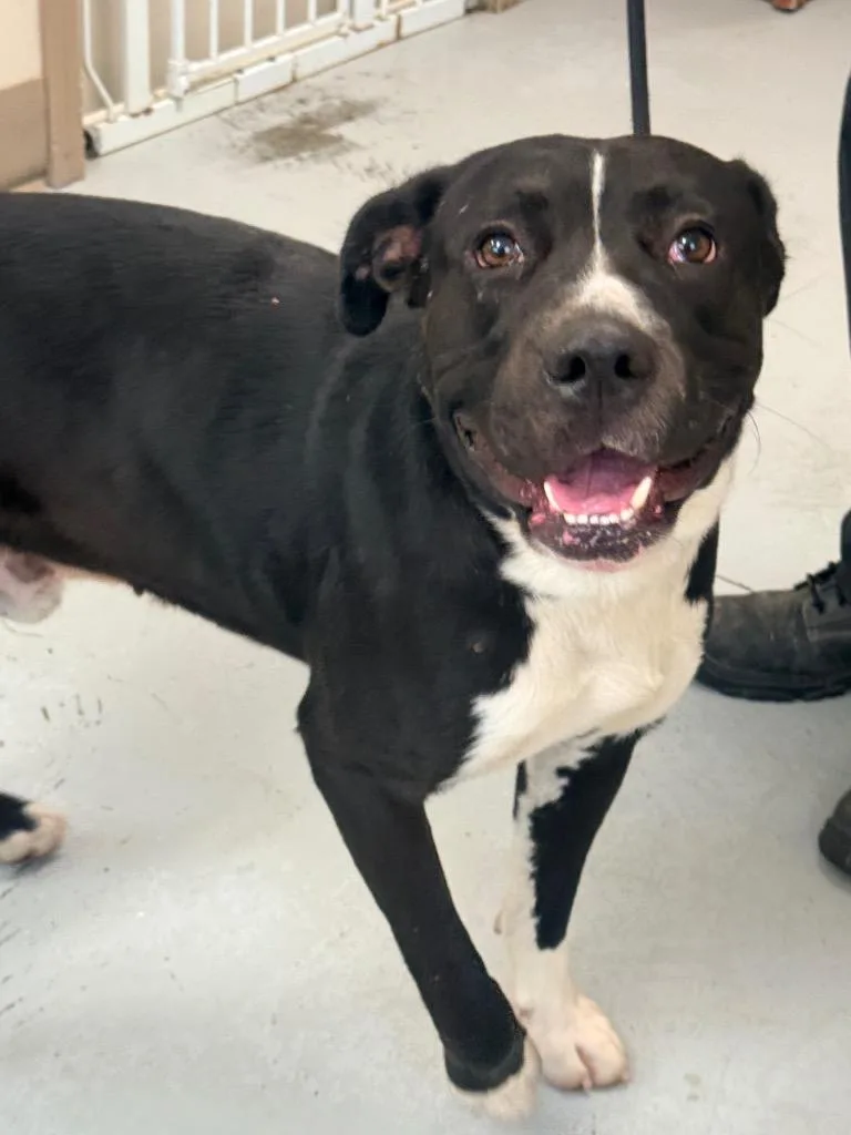 A young medium-sized male Labrador Retriever dog named Rhino for adoption in North Vernon, IN