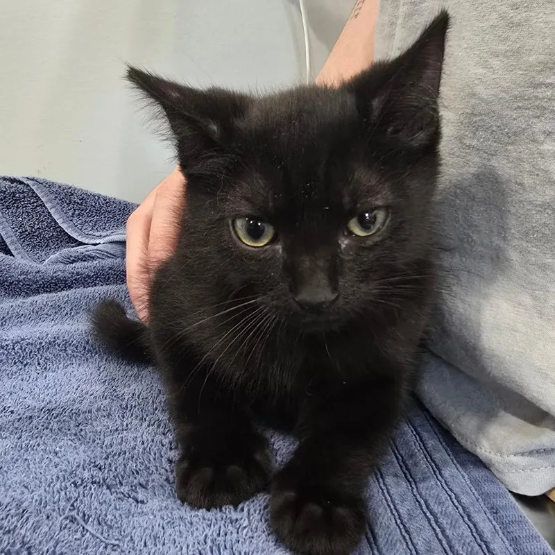 A baby small-sized male Black Domestic Short Hair cat named Viper for adoption in Fairmont, WV