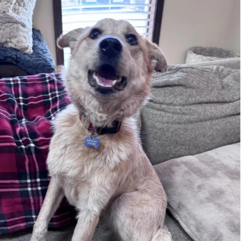 Sunflower thumbnail 2