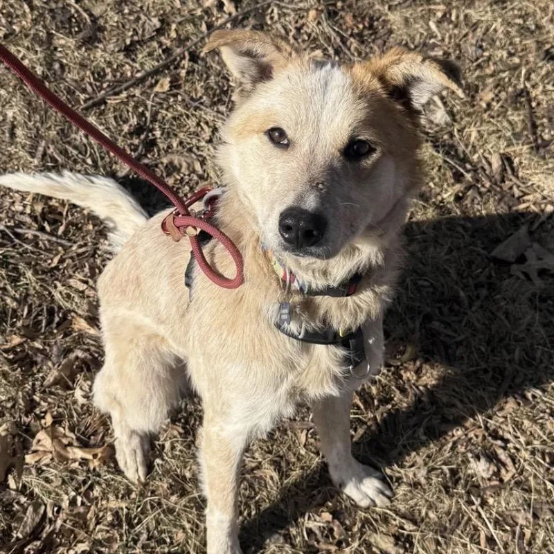 Sunflower thumbnail 3