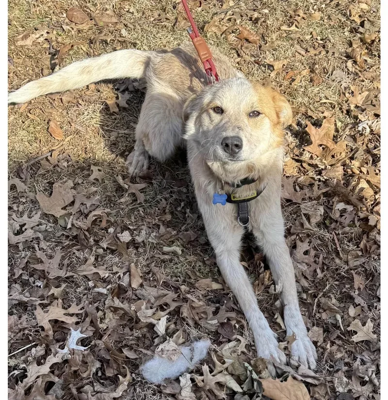 Sunflower thumbnail 4