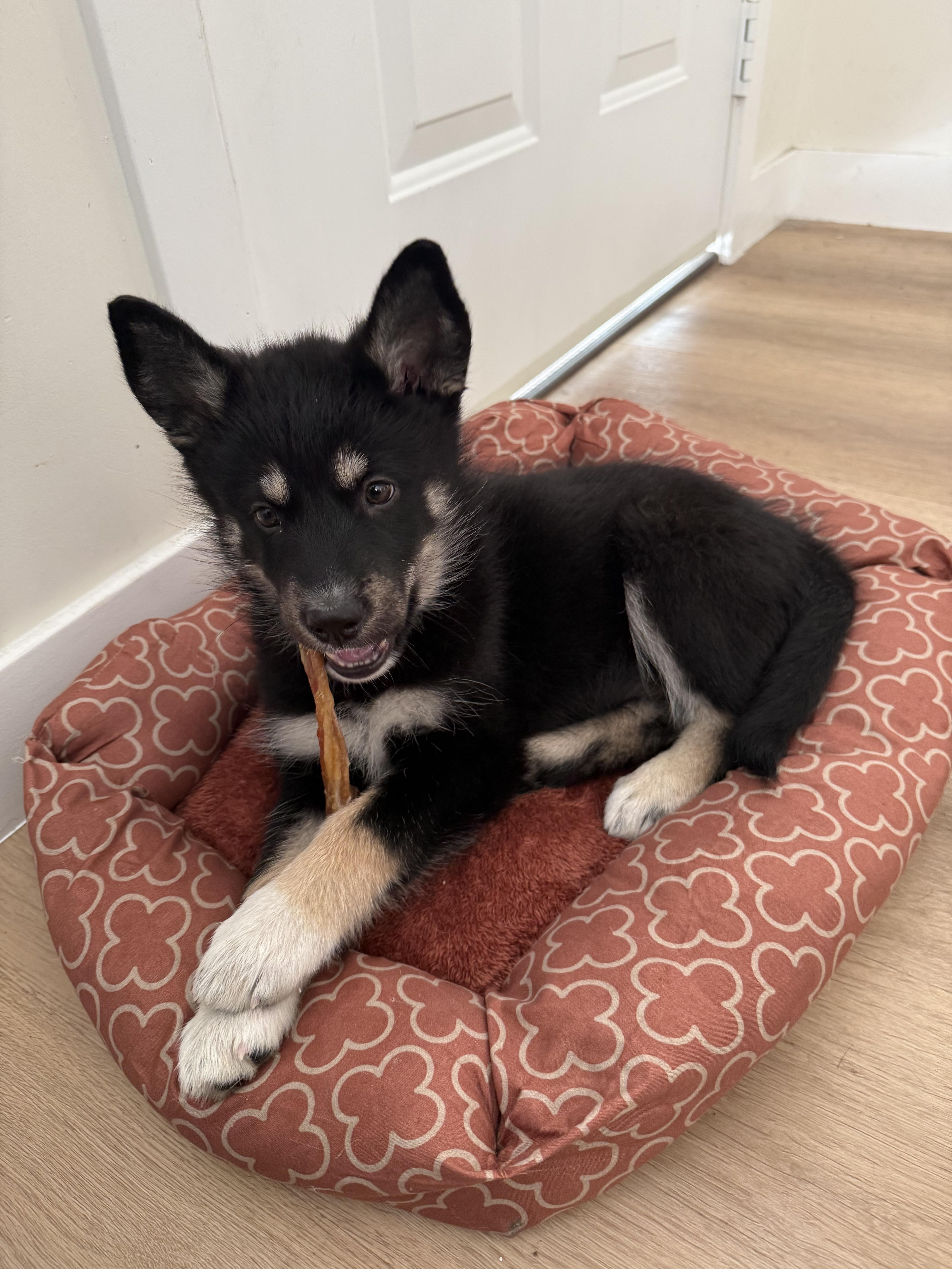 A baby medium-sized female Black German Shepherd Dog named Mischa for adoption in South Pasadena, CA