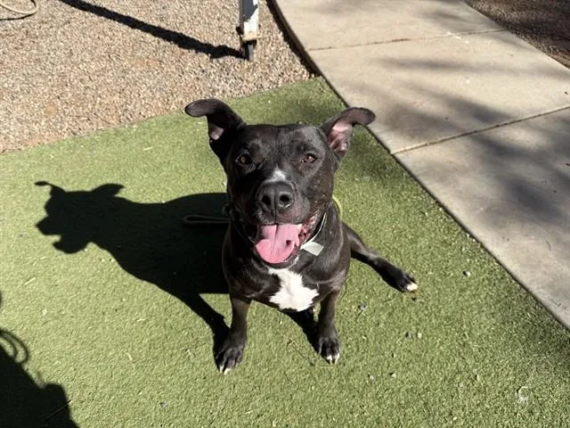 An adult large-sized male Pit Bull Terrier dog named Gunnar for adoption in Phoenix, AZ