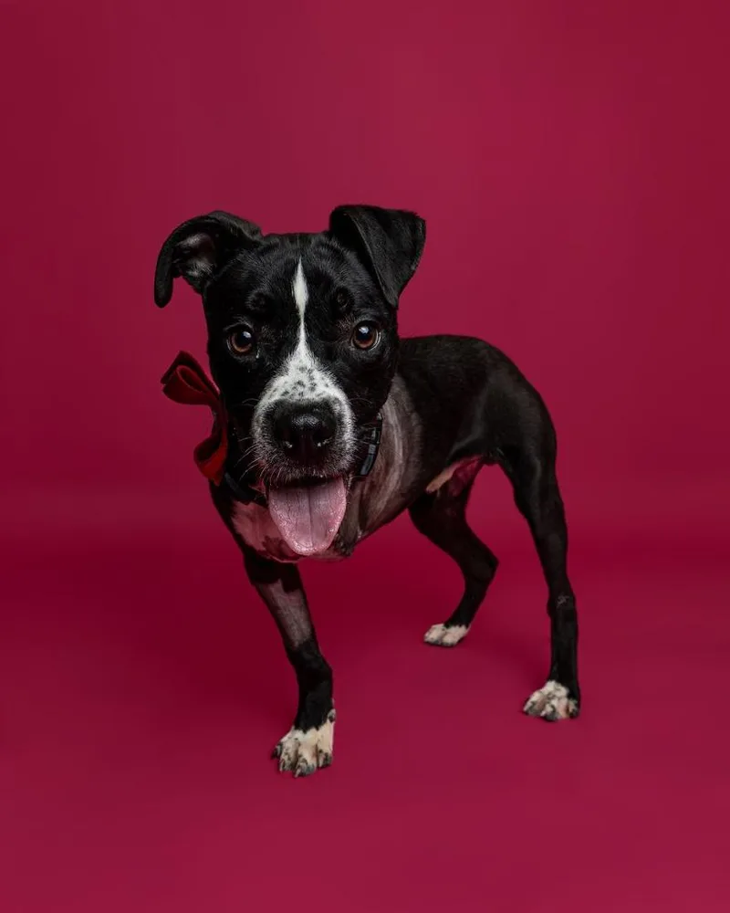 A young medium-sized male Mixed Breed dog named Lucid for adoption in Detroit, MI
