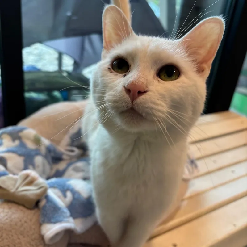 An adult medium-sized male White Domestic Short Hair cat named Jasper for adoption in Washington Township, OH