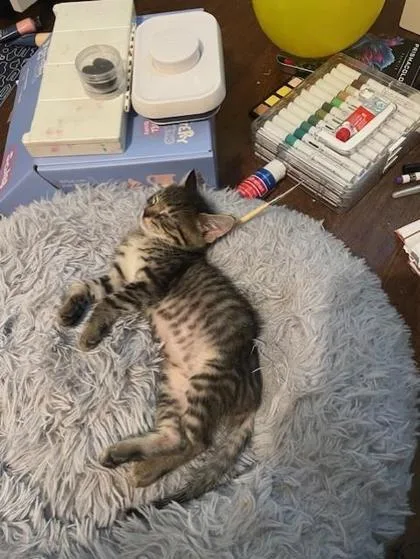 A baby small-sized female Domestic Short Hair cat named Wonton for adoption in New Orleans, LA