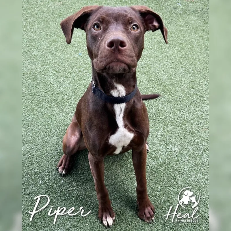 Piper