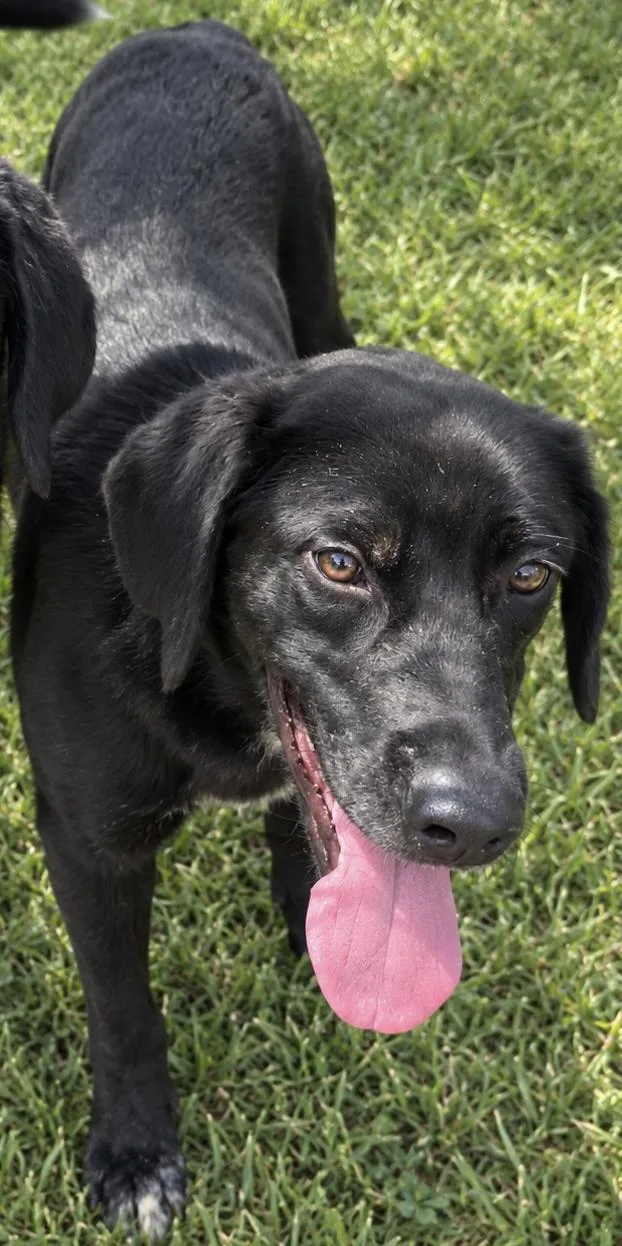 A baby medium-sized male Labrador Retriever dog named Donald for adoption in Zimmerman, MN