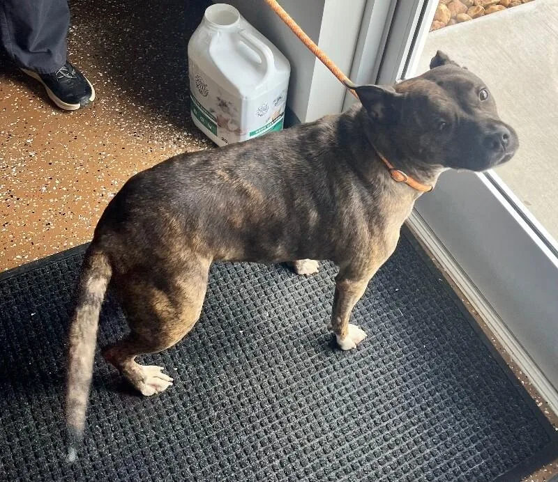 Hazel