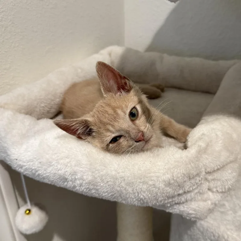 A baby small-sized male Buff / Tan / Fawn Domestic Short Hair cat named Champ for adoption in Tustin, CA
