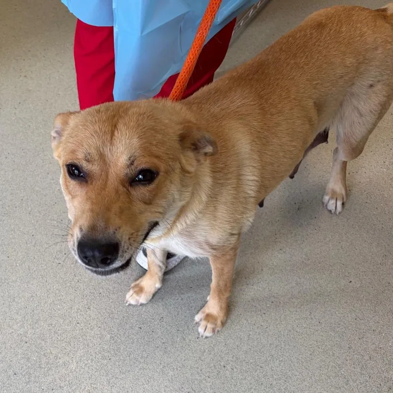 An adult medium-sized female Red / Chestnut / Orange Labrador Retriever dog named Corelli for adoption in Nashville, TN