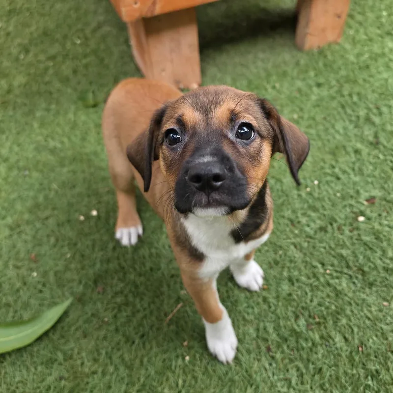 A baby medium-sized female Brown / Chocolate Retriever dog named Rosemary Mw for adoption in Austin, TX