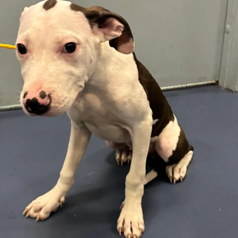 A baby small-sized female Pit Bull Terrier dog named Eminem for adoption in Greensboro, NC