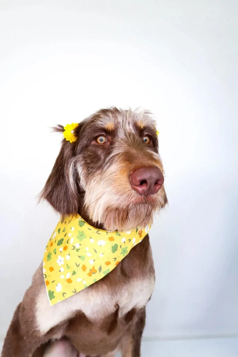 Janet Jackson thumbnail 2