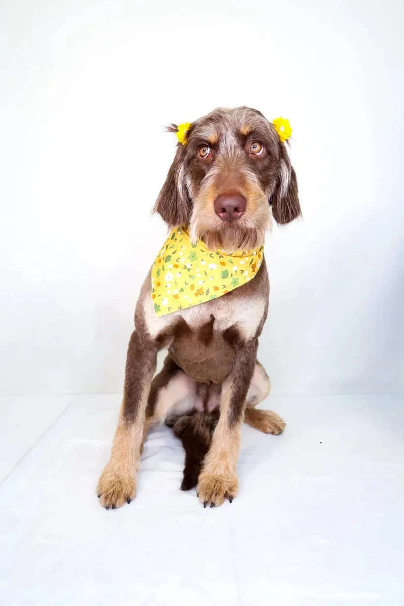 Janet Jackson thumbnail 3