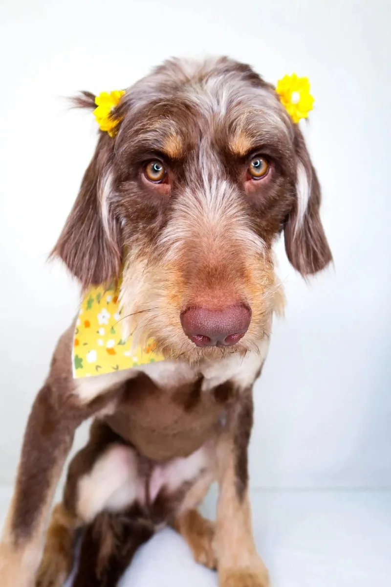 Janet Jackson thumbnail 4