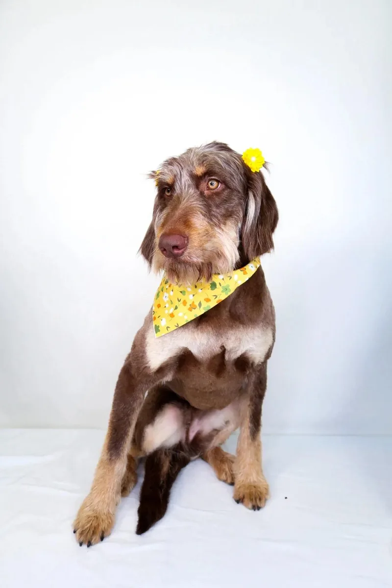 Janet Jackson thumbnail 6