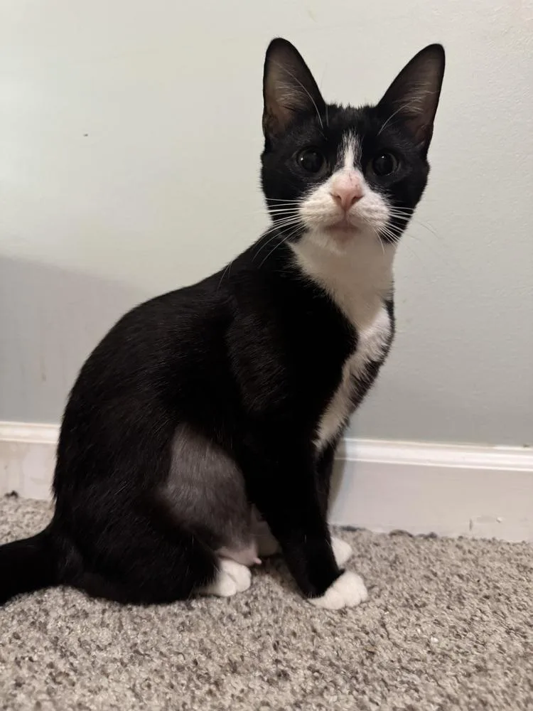 An adult medium-sized female Domestic Short Hair cat named June SR for adoption in Greenville, SC