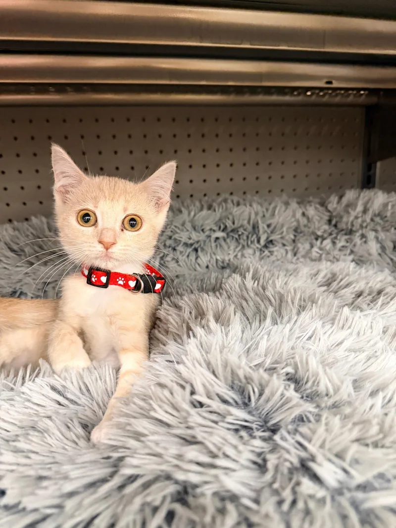 A young medium-sized female Orange / Red Domestic Short Hair cat named Saliba for adoption in Alpharetta, GA