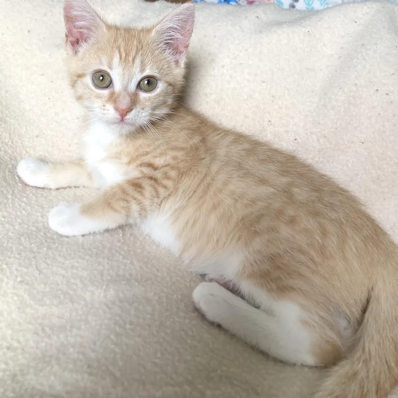 A baby small-sized female Orange / Red Domestic Short Hair cat named Exploration Society for adoption in Fredericksburg, VA