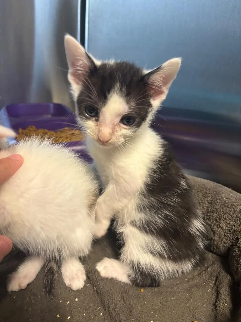 A baby large-sized male Domestic Short Hair cat named Louie for adoption in Metter, GA