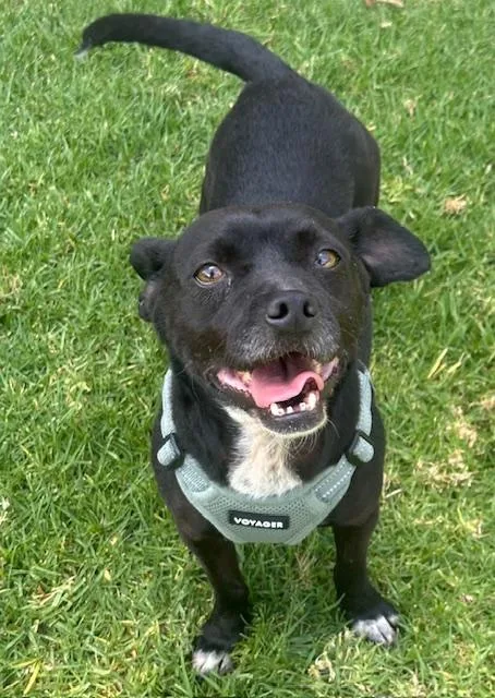 A young small-sized female Black Chiweenie dog named Patty for adoption in Bell Gardens, CA
