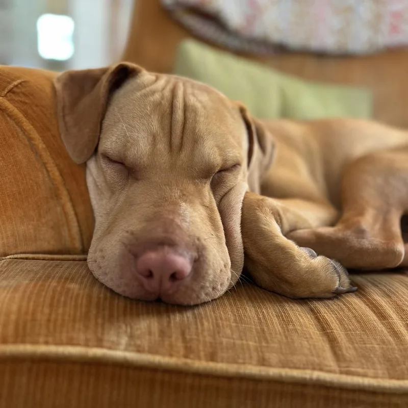 An adult medium-sized female Yellow / Tan / Blond / Fawn Catahoula Leopard Dog dog named Tilda for adoption in New Orleans, LA