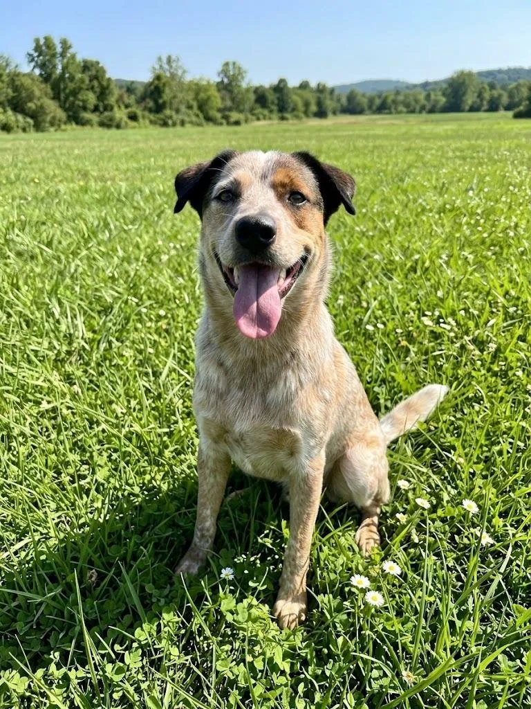 A young large-sized male Australian Cattle Dog / Blue Heeler dog named Crouton for adoption in Hardeeville, SC